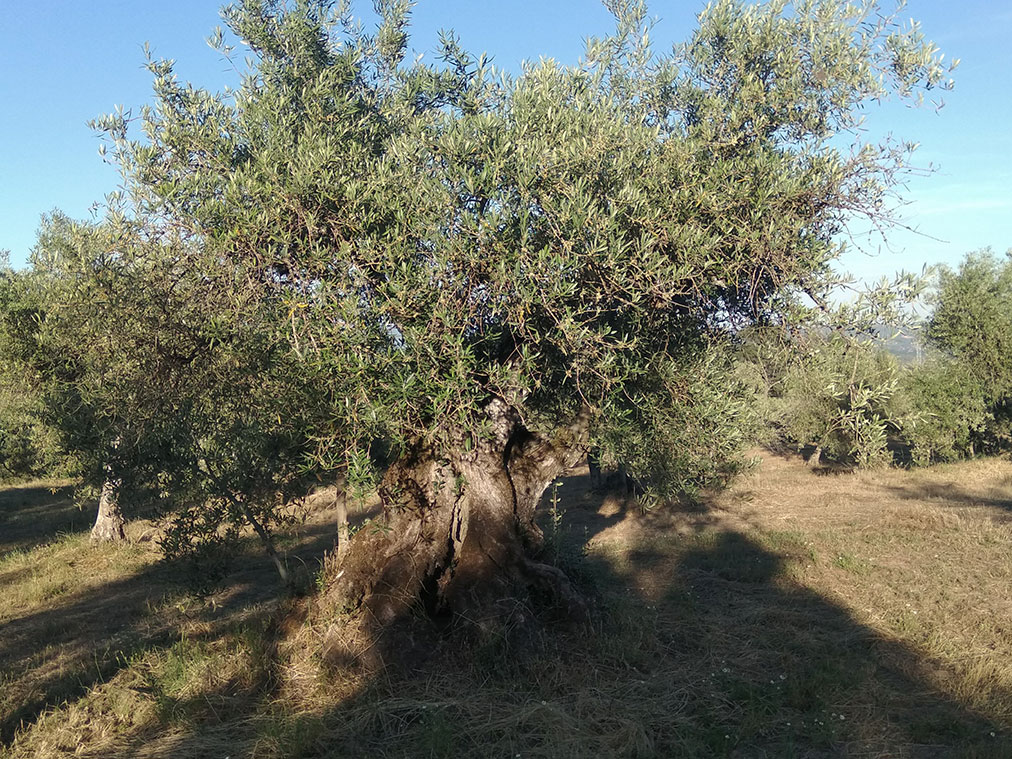 Olivo centenario de Los Llanos de Gredos