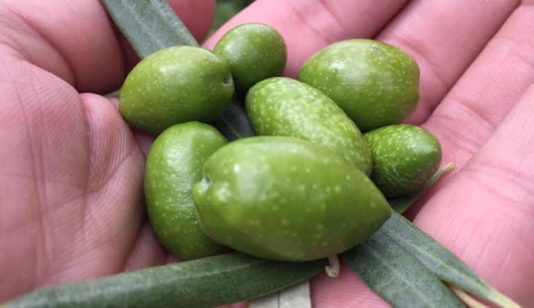 Lee más sobre el artículo ACEITE PICUAL EN LOS LLANOS DE GREDOS