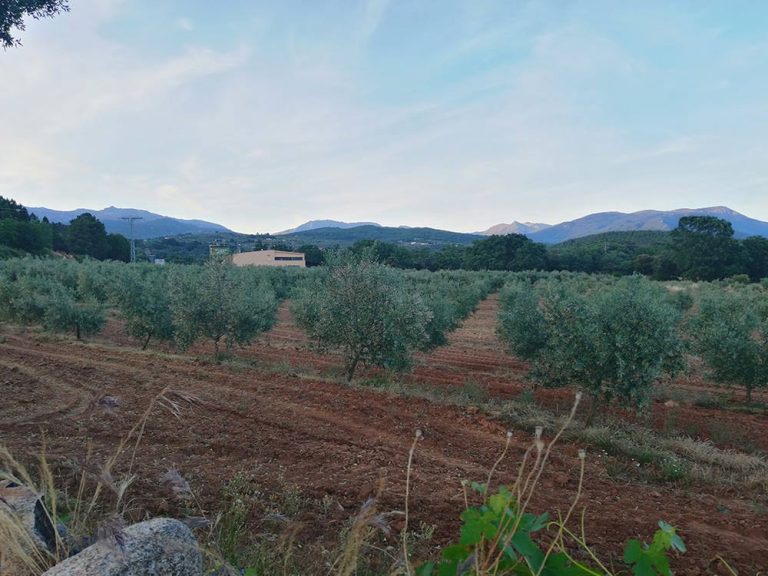 Lee más sobre el artículo Bienvenidos a Los Llanos de Gredos, gran variedad de aceites