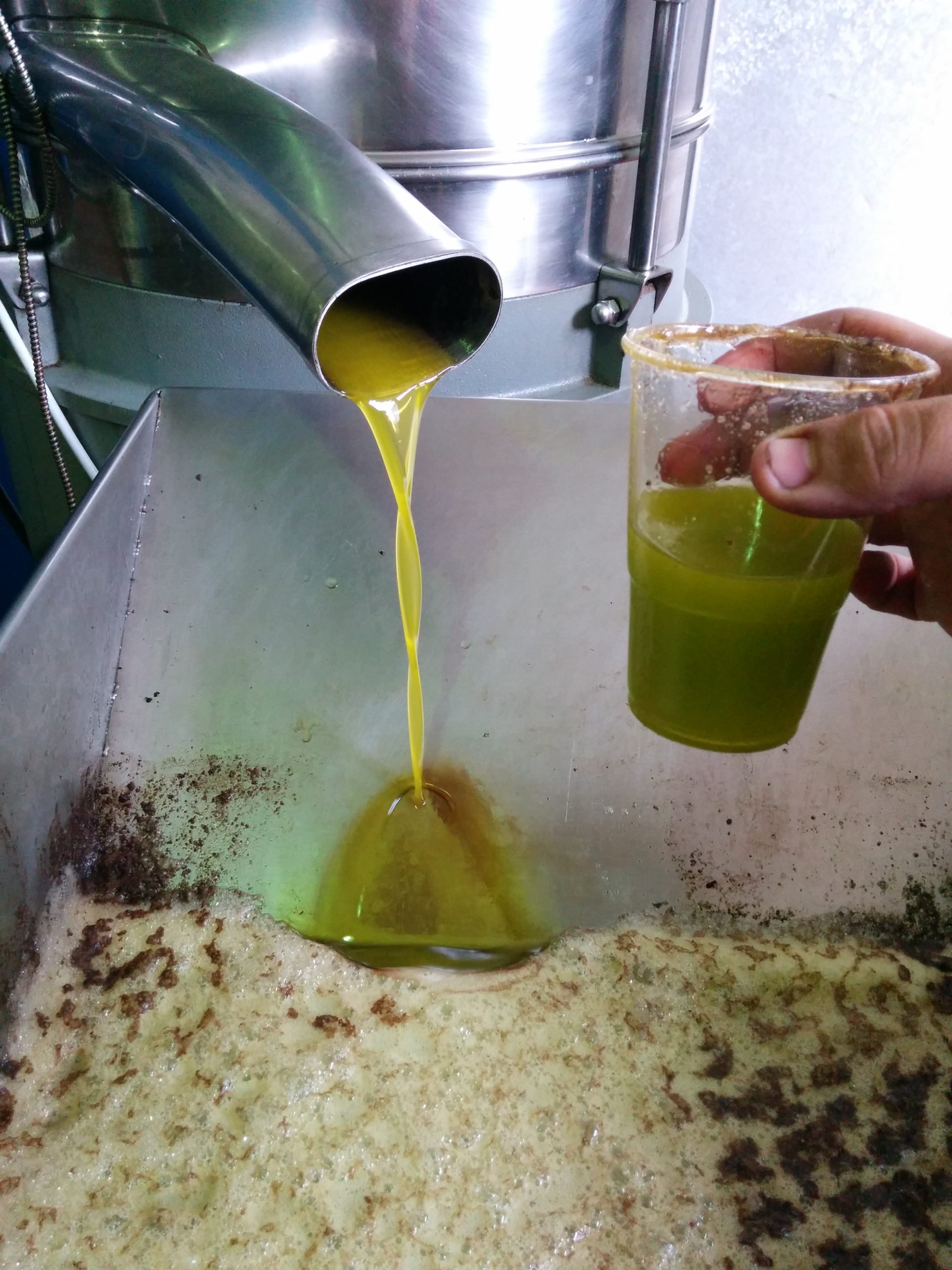 Lee más sobre el artículo El filtrado en el Aceite de Oliva