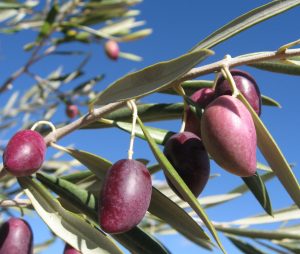 aceite_oliva_virgen_extra_cornicabra