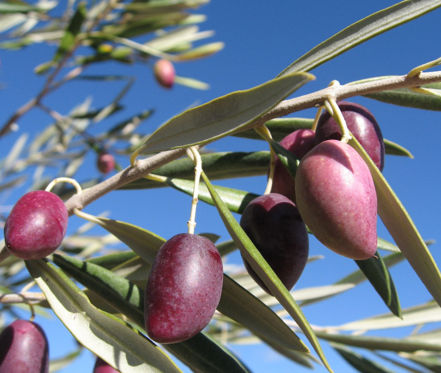 Aceite de Oliva Virgen Extra CORNICABRA