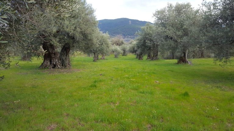 Lee más sobre el artículo Aceite de Oliva Virgen Extra en Ávila