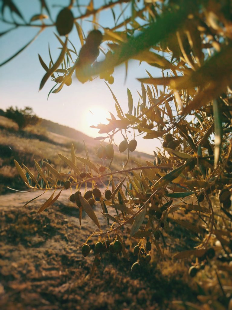 Lee más sobre el artículo CURIOSIDADES DE LA ELABORCIÓN DEL ACEITE DE OLIVA VIRGEN EXTRA