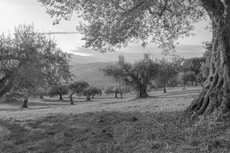 Lee más sobre el artículo DATOS HISTÓRICOS Y CURIOSOS SOBRE EL ACEITE DE OLIVA