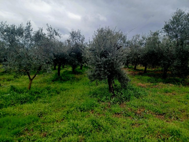 Lee más sobre el artículo Aceite de Oliva Ecológico