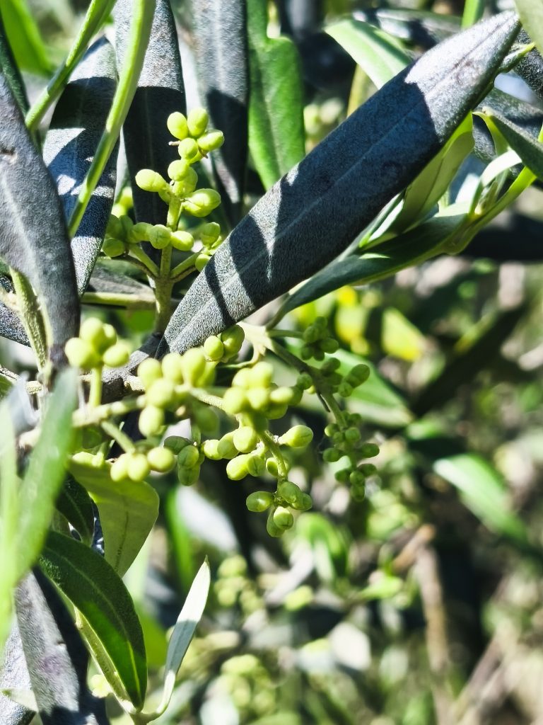 Lee más sobre el artículo FLOR DEL OLIVO