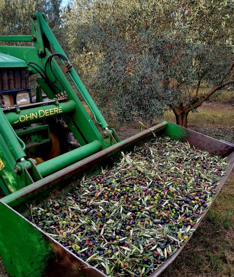 Lee más sobre el artículo SE VA  ACERCANDO LA CAMPAÑA DE LA ACEITUNA