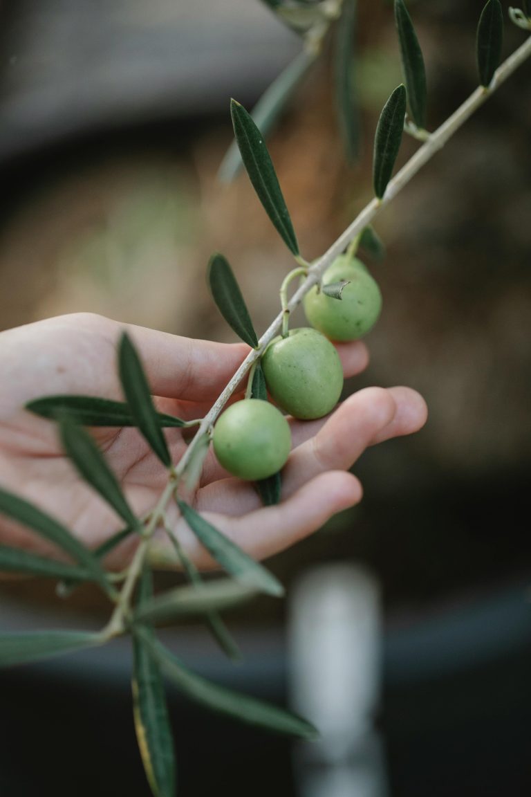 Lee más sobre el artículo ACEITE DE OLIVA VIRGEN EXTRA ARBEQUINA