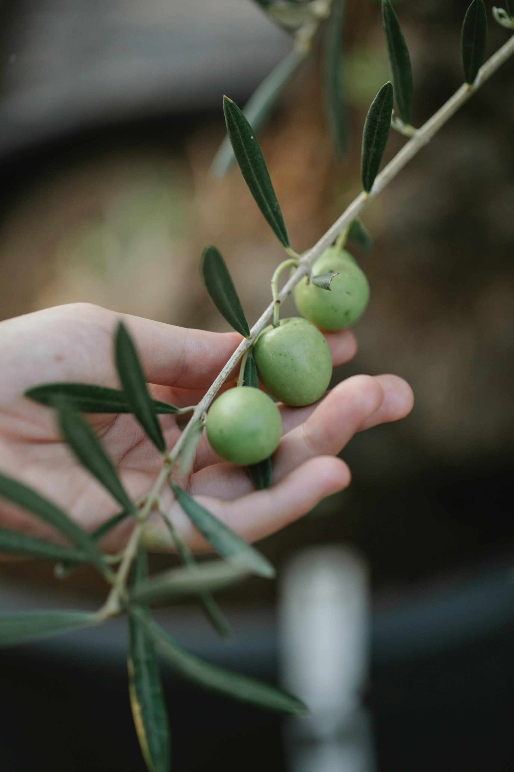 Lee más sobre el artículo ACEITE DE OLIVA VIRGEN EXTRA ARBEQUINA